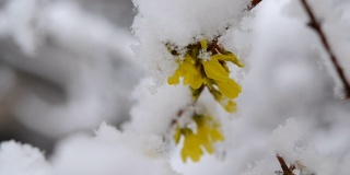 黄色的花上一丛覆盖着一层雪的春天特写。