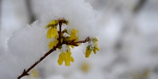 黄色的花上一丛覆盖着一层雪的春天特写。