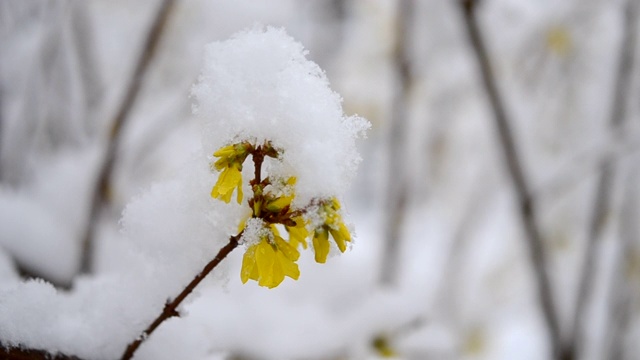 黄色的花上一丛覆盖着一层雪的春天特写。