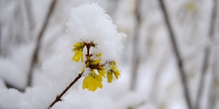 黄色的花上一丛覆盖着一层雪的春天特写。