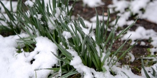 绿油油的草地上覆盖着一层雪，在春季降雪期间特写。