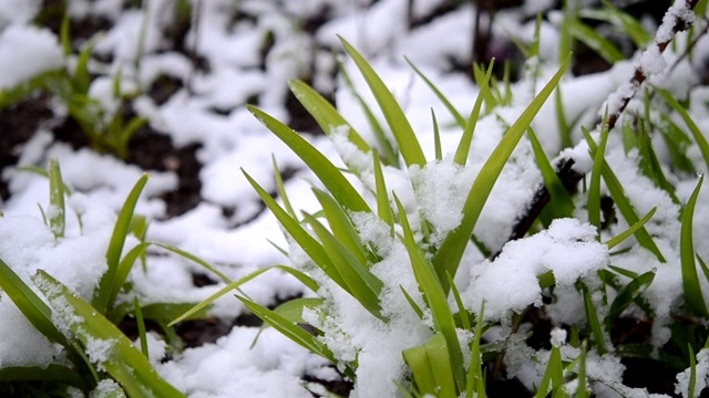 绿油油的草地上覆盖着一层雪，在春季降雪期间特写。