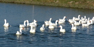 农场的湖里游着一大群白鹅