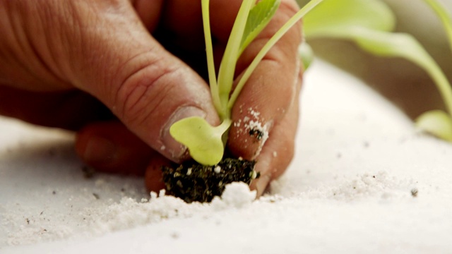 农民的手种植一个小植物内分离的基质袋微距拍摄