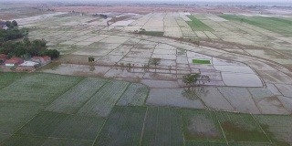 鸟瞰图的稻田与新种植的幼苗在印度尼西亚。视频股票