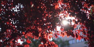 夏日日落，红叶。红叶在阳光明媚的日子里吹来。