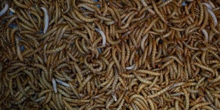 许多甲虫幼虫在容器中爬行。在市场上的容器底部爬行的食物准备用的小活粉虫