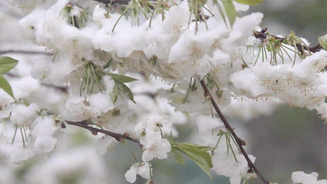 白雪覆盖着的开花苹果树的树枝。雪的花。