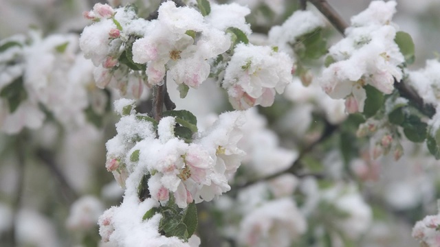 春天，一场突如其来的大雪降临，苹果树上的花朵被大雪覆盖。