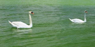 克罗地亚vansko湖上的天鹅家族