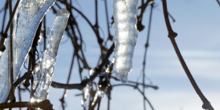 在阳光明媚的春天里，一株灌木的树枝上融化的冰柱的特写镜头。4 k