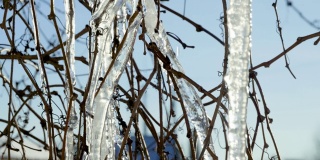 在阳光明媚的春天里，一株灌木的树枝上融化的冰柱的特写镜头。4 k