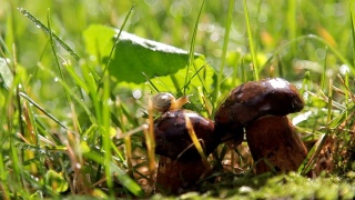 蜗牛在蘑菇上的美丽镜头。雨后的森林。视频素材模板下载