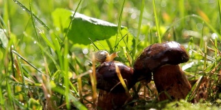 蜗牛在蘑菇上的美丽镜头。雨后的森林。
