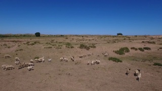 内蒙古羊群中奔跑的羊视频素材模板下载