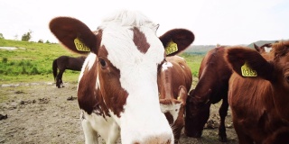 有趣的奶牛肖像与广角镜头:疯狂好玩的牛