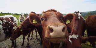 有趣的奶牛肖像与广角镜头:疯狂好玩的牛