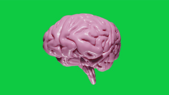 3D渲染现实的大脑与浅粉红色的绿色屏幕旋转无缝循环