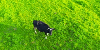 孤独的牛在一个绿色茂盛的草地上的乡村，空中俯瞰。