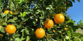 树上的橙果