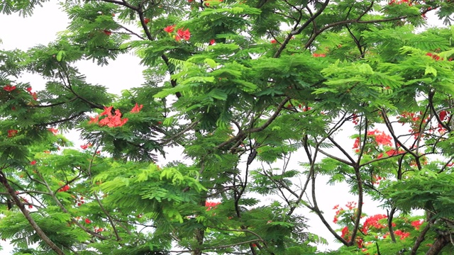 美丽的红色皇家猩猩木或艳丽的花(凤仙花)在夏天