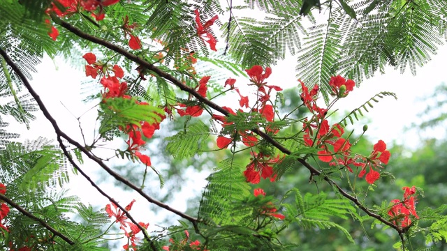 美丽的红色皇家猩猩木或艳丽的花(凤仙花)在夏天