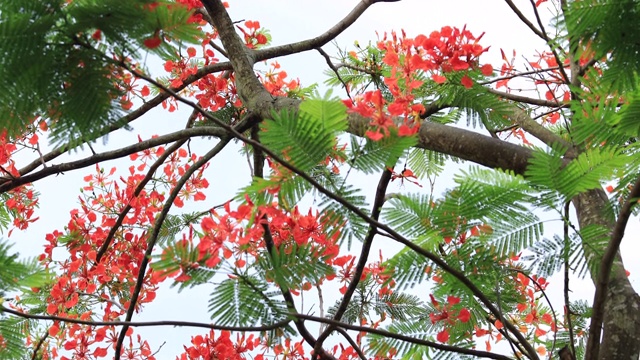 美丽的红色皇家猩猩木或艳丽的花(凤仙花)在夏天