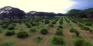 在农村的柠檬种植园