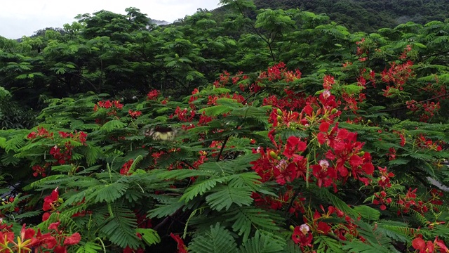 美丽的红色皇家猩猩木或艳丽的花(凤仙花)雨后