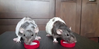 两个家养白灰色宠物老鼠吃酸奶的特写。饥饿的小老鼠在吃酸奶油。毛茸茸和可爱的准噶尔鼠。
