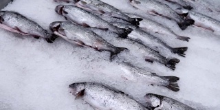 鲜鱼鲑鱼鳟鱼冰，冷冻鱼在超市出售