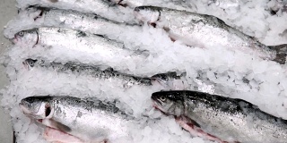 冰鲑鱼鳟鱼，在超市出售冷冻鱼