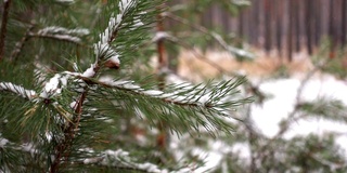 云杉的树枝在冬天的雪下微微移动