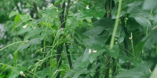 豇豆植物