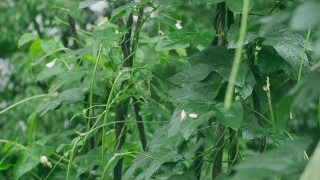豇豆植物视频素材模板下载