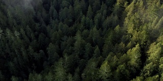 北加州红杉林:空中的