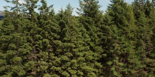 苏格兰西南部农村地区的森林和蓝天的高角度无人机视图