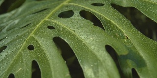 湿蓬莱蕉植物