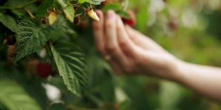 一个女人的手采摘树莓在日出的近距离