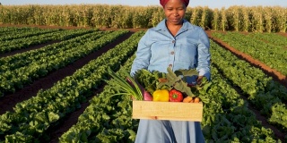 慢镜头近景，一个非洲黑人女农民走过蔬菜田携带一盒美丽的新鲜采摘的蔬菜