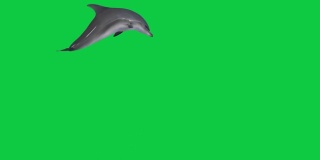 孤立的海豚跳出水面4个不同的角度3d动画