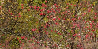 花椒(Viburnum opulus)慢动作与雨-阿尔泰自然保护区