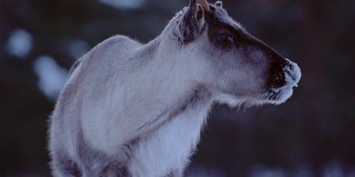在芬兰的拉普兰，一只带角的驯鹿在一片积雪覆盖的森林附近四处张望