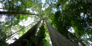 雨林中的树，仰望蓝天