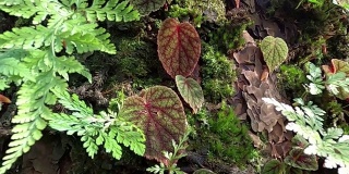 热带雨林中有阳光的绿叶蕨