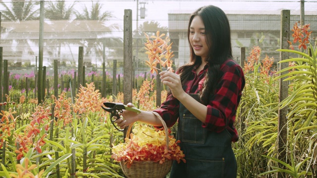 兰花农场的女园丁。