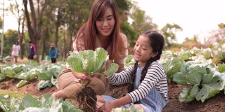 倾斜的亚洲家庭与一个孩子从有机花园收获蔬菜。母亲和女儿穿着休闲的衣服从土壤中采摘新鲜的蔬菜，用剪刀装饰树叶在夏天的早晨。可持续生活方式的概念。