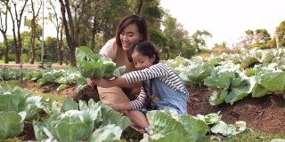 一个亚洲家庭，一个孩子在有机菜园里收割蔬菜。母亲和女儿穿着休闲的衣服在一个夏天的早晨从土壤中采摘沙拉蔬菜。教授可持续的生活方式和园艺的概念。