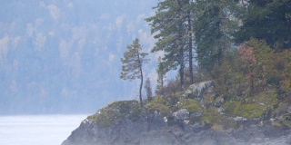 首个雪雾山区森林——阿尔泰自然保护区
