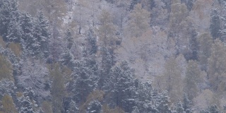 首个雪雾山区森林——阿尔泰自然保护区